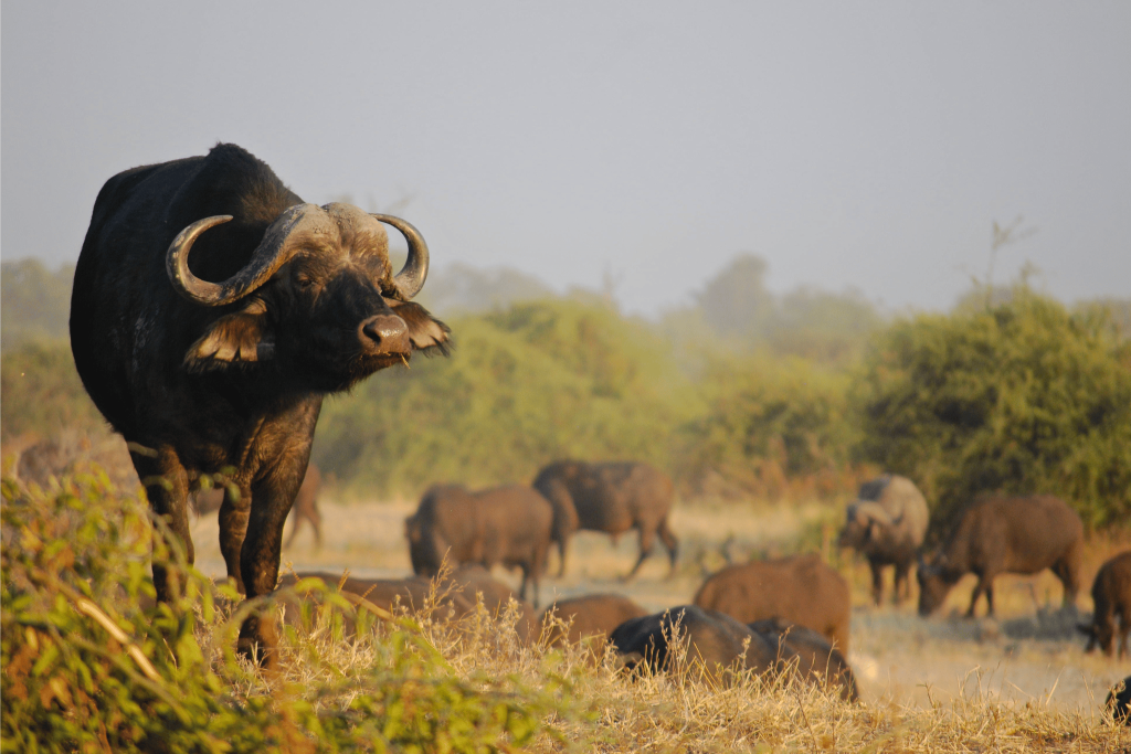 A water buffalo in Kruger National Park. What's the best time to travel to south africa? Tengah app