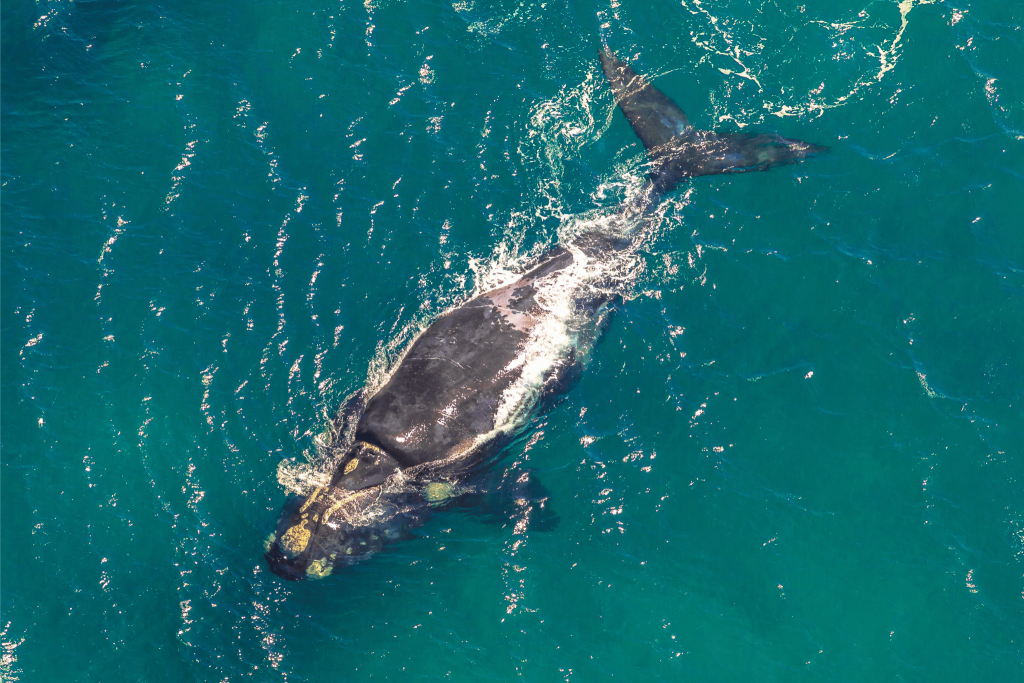 A whale breeching in Cape Town. What's the best time to travel to South Africa. Tengah travel app