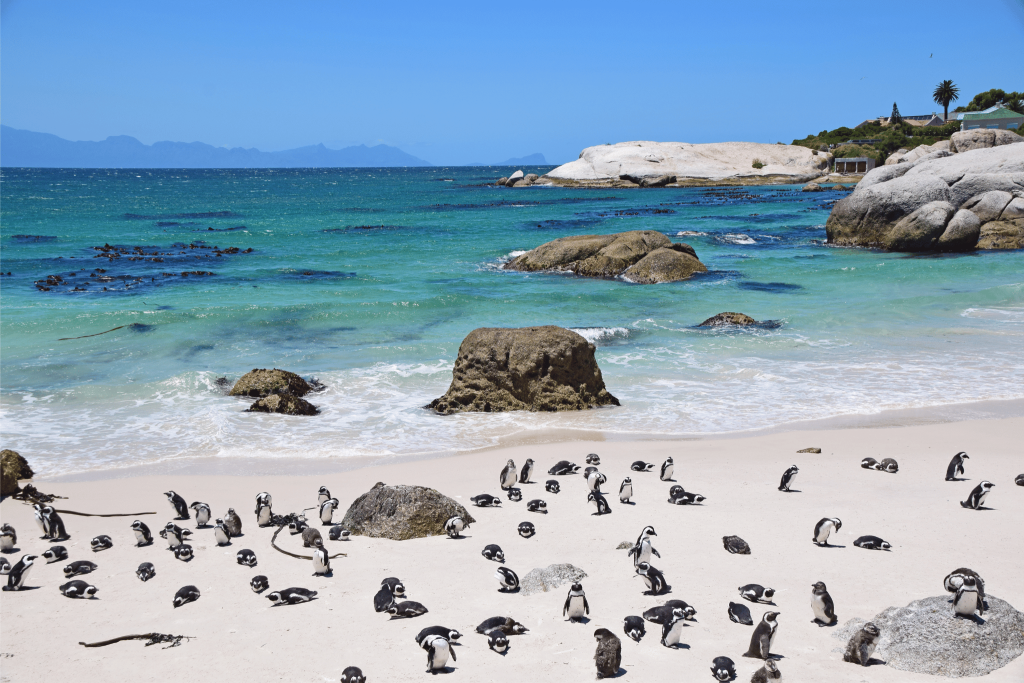 Penguins at Boulders Beach. Tengah